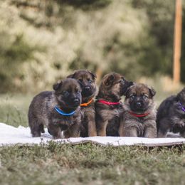 German Shepherd puppies from Living Waters Shepherds
