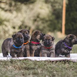 German Shepherd puppies from Living Waters Shepherds