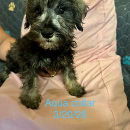 Riley (  aqua collar now) gray - Black male Miniature Schnauzer puppy in Chicago, Illinois from Cuddly Cutts Pets