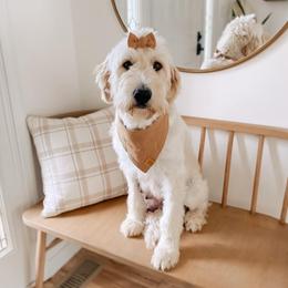 Evie - Goldendoodle