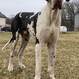 Great Danes from Southwind Great Danes