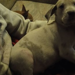 Cardigan Welsh Corgi and Great Dane Puppies from Red Oak Farm and Kennel