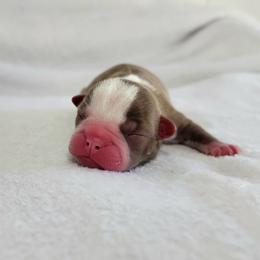 Boston Terrier Puppies from White Valley Boston Terriers