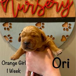 Girl 1 - Golden female Golden Retriever puppy in Star, Idaho from Gold Treasure Retrievers