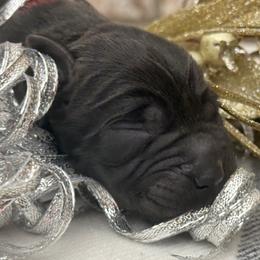 Confetti - Black female Labrador Retriever puppy in Dixon, California from Rosslyn Labradors (Rose-Line)
