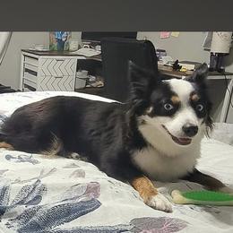 Ziggy - Miniature Australian Shepherd