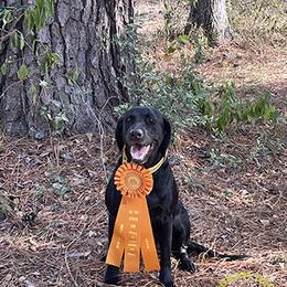 Labrador Retriever puppies from Coram Deo Retrievers