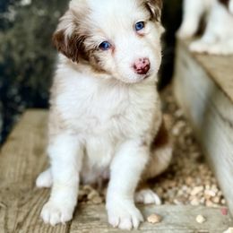 Pete - Red merle male Australian Shepherd puppy in Putnam County, New York from Highland Haven Australian Shepherds