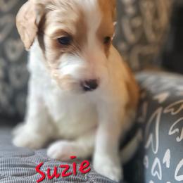 Suzie - Sable female Goldendoodle puppy in Kansas City, Missouri from Poppy's Doodles