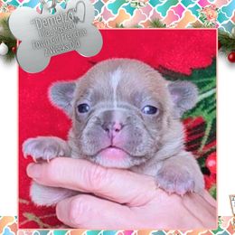 Girl 1 - Demelza - Fawn and white female French Bulldog puppy in Elberton, Georgia from Ioney's Southern Paws Shelties, Frenchies, and Yorkies