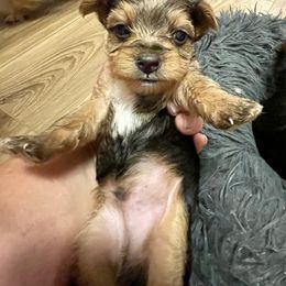 Yorkshire Terrier Puppies from Neverland Yorkies