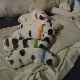 Siberian Husky Puppies from Clover's Legacy Siberians