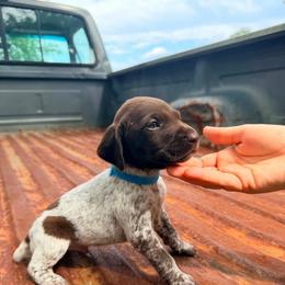 River - White and liver male German Shorthaired Pointer puppy in Macclenny, Florida from Dillon's GSPs