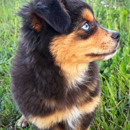 Alex - Red tri male Toy Australian Shepherd puppy in Smithville, Arkansas from Cooper Creek Aussies