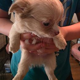 Merle boy - Merle male Chihuahua puppy in Clarksville, Indiana from Fabulous little paws