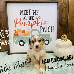 Australian Shepherd Puppies from Far West Aussies