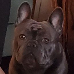 Rocco - French Bulldog