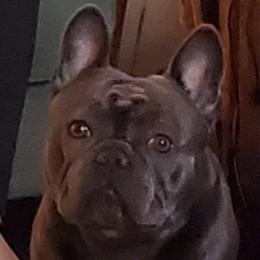 Rocco - French Bulldog