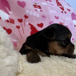 Yorkshire Terrier Puppies from Galaxy Kennel