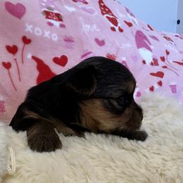 Yorkshire Terrier Puppies from Galaxy Kennel
