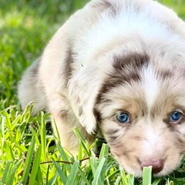 Australian Shepherds, Miniature Australian Shepherds, and Toy Australian Shepherds from Brushy Creek Aussies & Mini Aussies