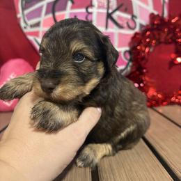 Theo - Liver male Miniature Schnauzer puppy in Lufkin, Texas from C&K’s Schnauzer House