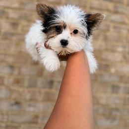 Patch - Parti male Yorkshire Terrier puppy in Mobile, Alabama from Ace of Spades Yorkies