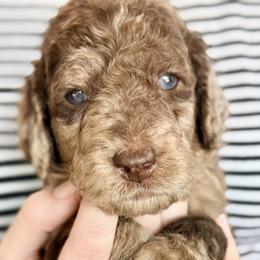 Davidson 'Davey' - Merle male Goldendoodle puppy in Dayton, Ohio from Perks Court Doodles