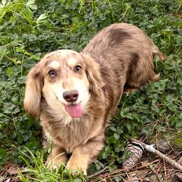 Moose - Dachshund