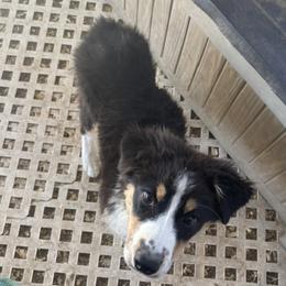 Gidget's Black Tri Boy 2 - male Australian Shepherd puppy in Lancaster, California from Al Sira Australian Shepherds