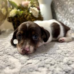 Princess Charlotte - Piebald female Dachshund puppy in Aiken, South Carolina from State Eight Dachshunds