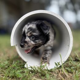 Miniature Australian Shepherd Puppies from Peace Creek Aussies