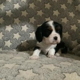 Cavalier King Charles Spaniel Puppies from Cocoa Cavaliers
