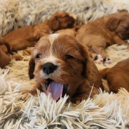 Toddy - Ruby male Cavalier King Charles Spaniel puppy in Columbus Ga, Georgia from Sweet Southern Cavaliers and Chihuahuas