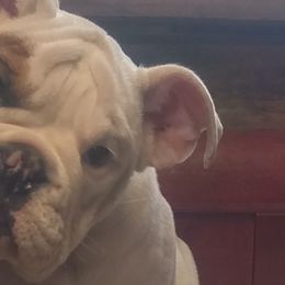 Boxers and Bulldogs from Pattys Boxers and Bulldogs