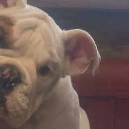 Boxers and Bulldogs from Pattys Boxers and Bulldogs