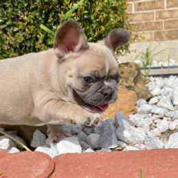 French Bulldogs from Galactic Frenchies