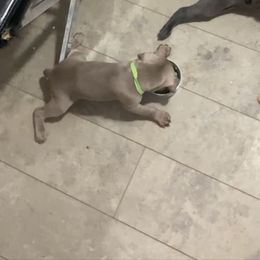 Weimaraner Puppies from Palmetto State Weimaraners