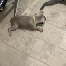 Weimaraner Puppies from Palmetto State Weimaraners