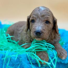 Bree - Apricot female Goldendoodle puppy in Willacoochee, Georgia from Kitandkboodle's Doodles