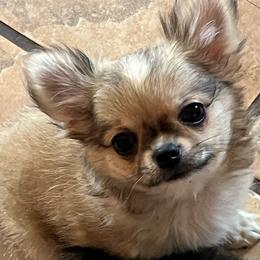 Rocket.      4800 - Fawn and white male Chihuahua puppy in Tecumseh, Oklahoma from Callie’s Happy Chihuahuas, Callie’s Happy Treasures LLC