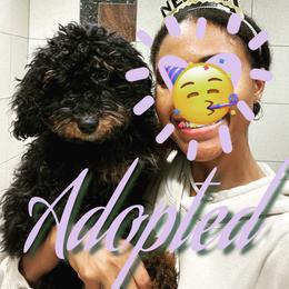 Bernedoodle Puppies from Birdie Bernedoodles