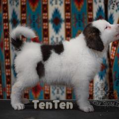 TenTen Hanada-Kagawa - White female Tornjak puppy in Albright, West Virginia from Pine Spring Farm