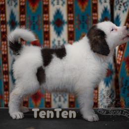 TenTen Hanada-Kagawa - White female Tornjak puppy in Albright, West Virginia from Pine Spring Farm