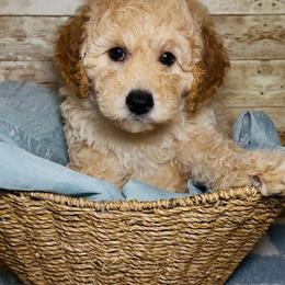 Jackson (Jack) - Apricot male Goldendoodle puppy in Litchfield, Connecticut from Gracie Doodles CT