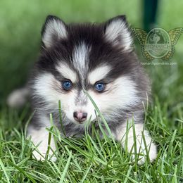 Monarch BlackJack (Jack Jack) - Black and white male Pomsky puppy in Greeley, Colorado from Monarch Pomskies | Northern Colorado