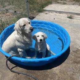 Golden Retriever Puppies from Wise-Taylor Goldens