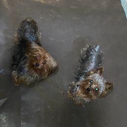 Yorkshire Terriers from MM Kennels