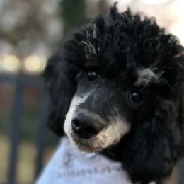 Hachi - Poodle puppy from Funny Farm Poodles & Doodles
