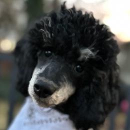 Hachi - Poodle puppy from Funny Farm Poodles & Doodles